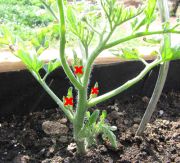 tomaten-dieven org:/gardening tips/Pruning, planting, maintenance/Maintenance/Fruit and vegetables/tomaten-dieven-2.jpg